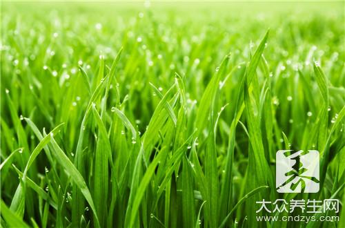 龜苓膏和仙草_仙草是龜苓膏嗎