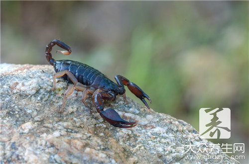 蠍子能吃嗎