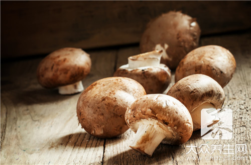 雞腿蘑菇有毒嗎