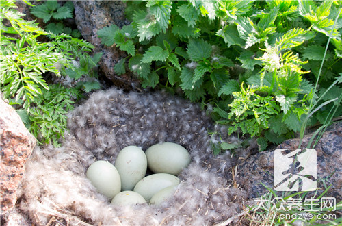 夏天咸鴨蛋能放多久