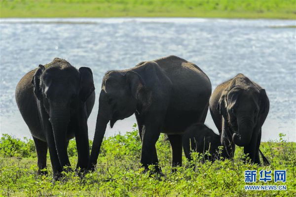 走進斯里蘭卡雅拉國家公園