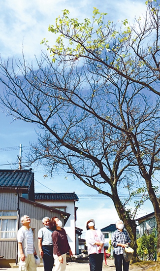 日本富山市一棵櫻花樹秋天開花 這是認錯了季節？